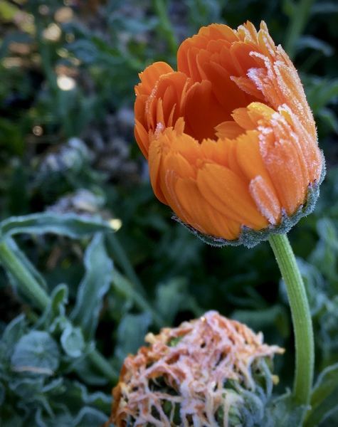 Frozen Calendula Print