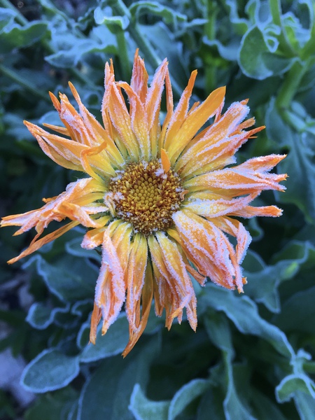 Frosted Calendula Print