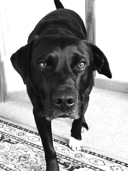 Ottis Stare Print