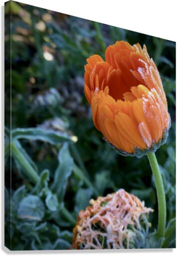 Frozen Calendula Canvas Print