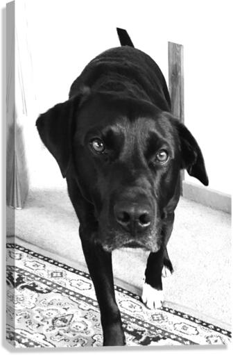 Ottis Stare Canvas Print