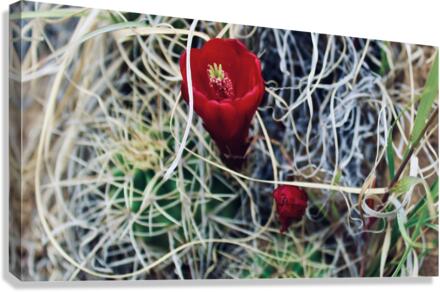 Single cactus bloom Canvas Print