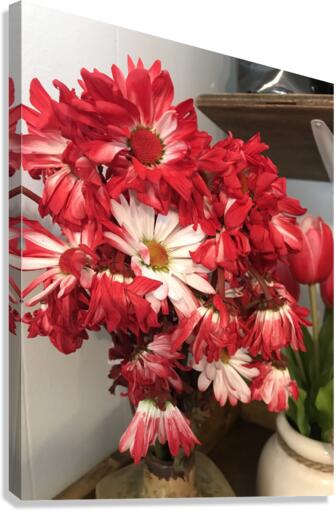 Red Daisy Canvas Print