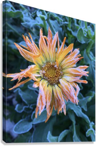 Frosted Calendula Canvas Print