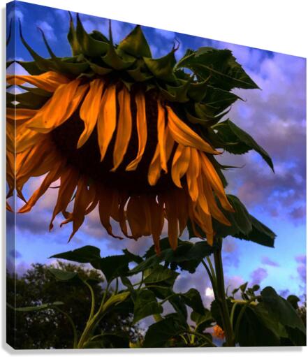 Sleepy head Canvas Print