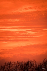 Orange Eads