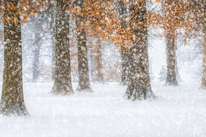 Into the Snow