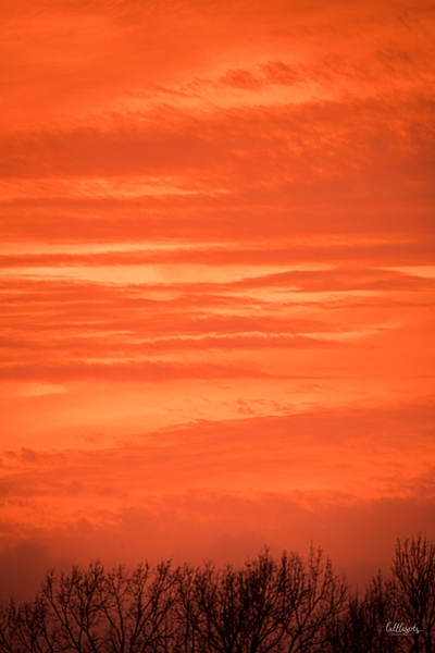 Orange Eads Print