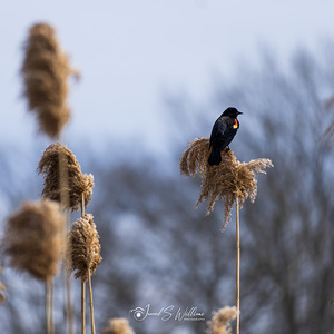 Redwinged Blackbird