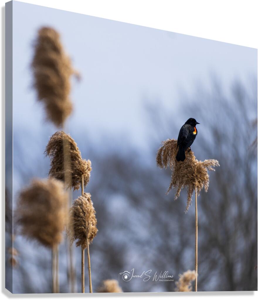 Redwinged Blackbird Canvas Print