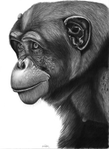 chimpanzee