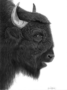 Buffalo 2