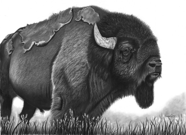 buffalo Print