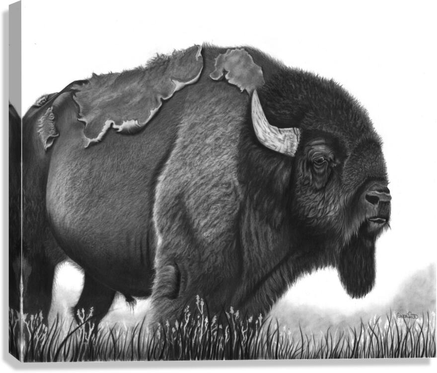 buffalo Canvas Print