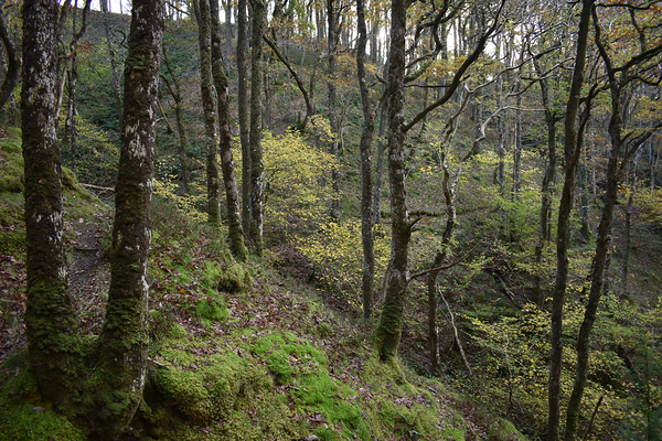 Birches in the ravine 2 by CHARYL ENGELMAN