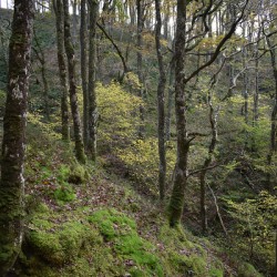 Birches in the ravine 2