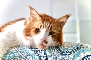 Maine coon Print