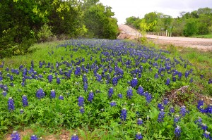 Bluebonnets