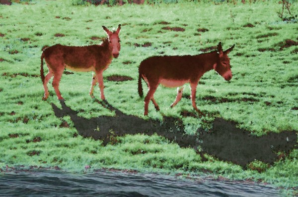 Two Donkeys Print