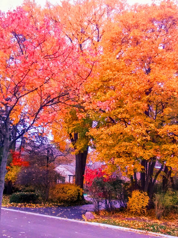 Autumn fire Print