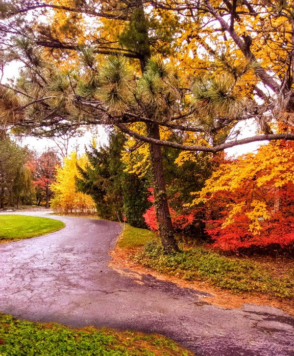 Autumn path Print