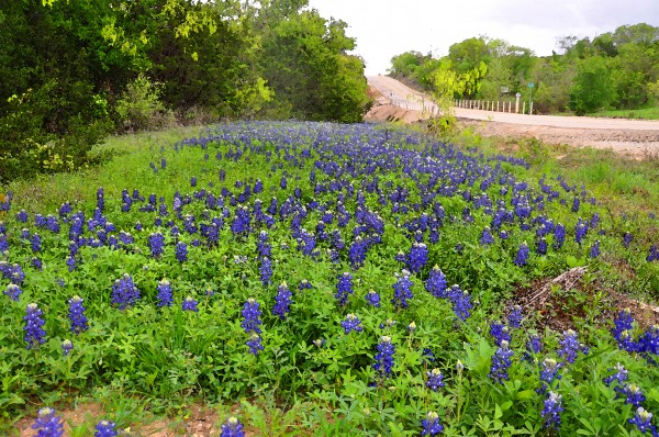 Bluebonnets Imprimer