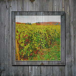 Gage Vineyard on Barn Wood 