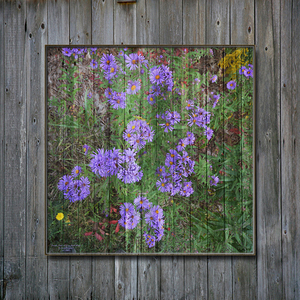 Purple Aster on Grey Barn Wood 