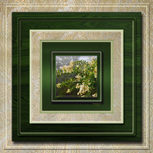 Lilacs of the South Var 3 