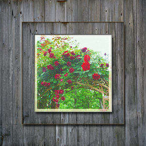 Rose Arbor on Barn Wood FS