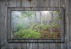 Forest Glow on Barn Wood 