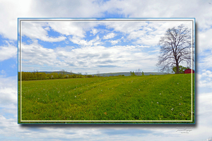 Country Meadow Ver 2 