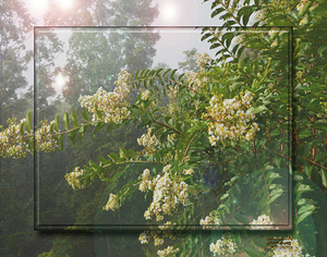 Crepe Myrtles in Fog FS 