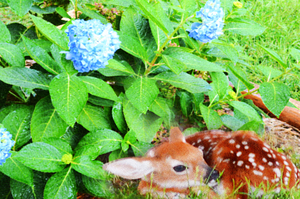 Fawn in Hydrangea OS