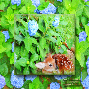 Fawn in Hydrangeas 