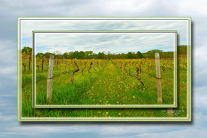 Gage Vineyard in Spring DF