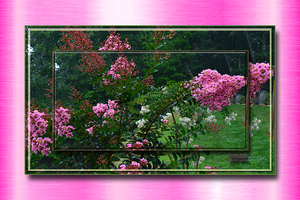 Pink Crepe Myrtles 2 