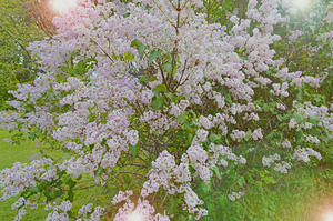 Pink Lilacs Softer 