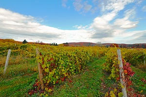 Randall Standish Vineyard OS