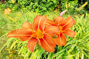 Tiger Lillies Original size