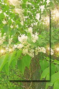 White Lilacs Vers 2 
