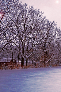 Winter Shed in Hedge Vers 2 Original size
