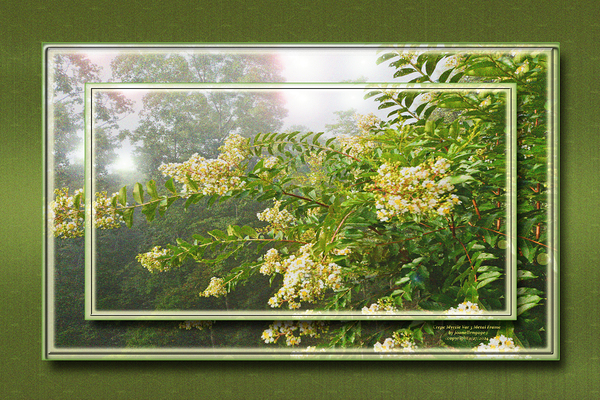 Crepe Myrtle Var 3 Print