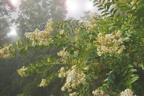 Crepe Myrtle Variation 3 OS Print