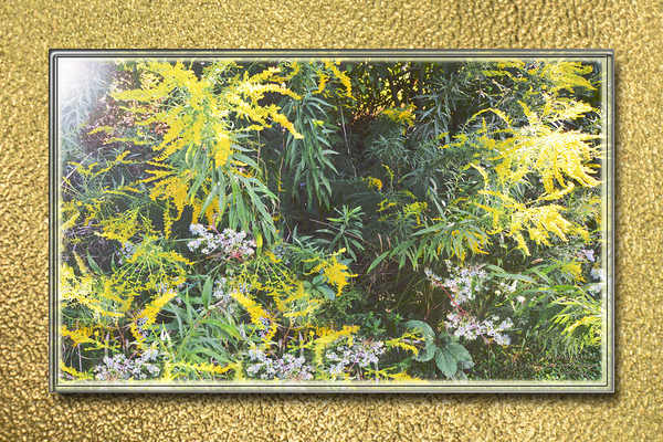 Goldenrod Vers 3  Print