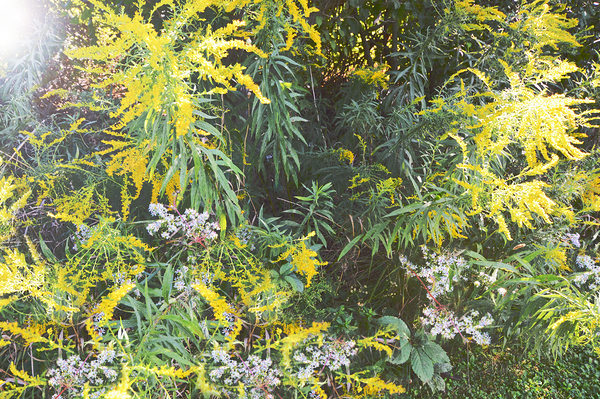 Goldenrod Version 3 OS Print