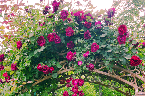 Summer Rose Arbor edit 4 Original size Print