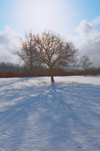 Walnut Tree Snow and Shadow OS Print