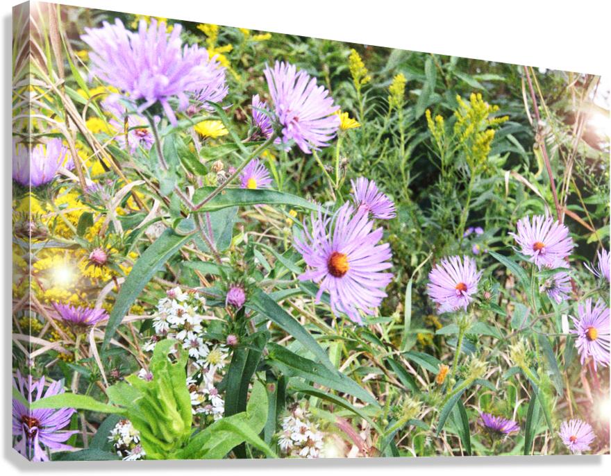 Asters OSE Canvas Print