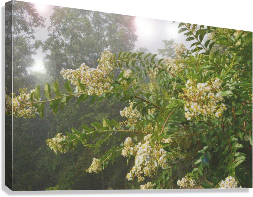 Crepe Myrtle Variation 3 OS Canvas Print